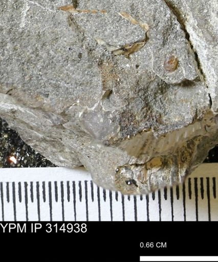 undet. Scaphitidae