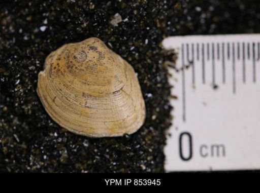 Limopsis striatopunctatus