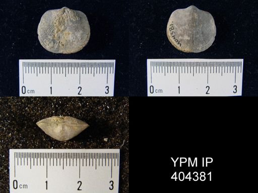 Dalmanella subcarinata