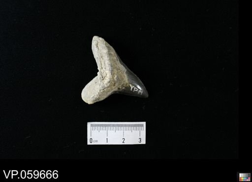 Cretoxyrhina mantelli