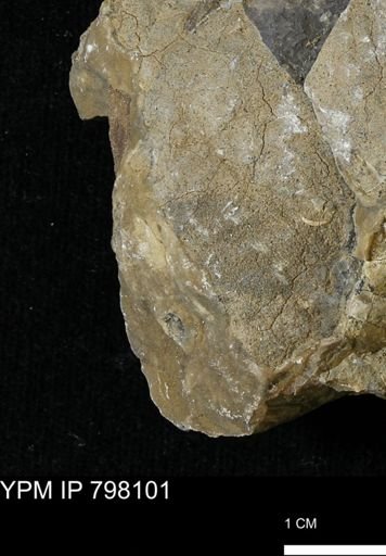 Inoceramus