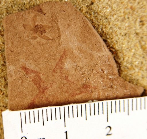Antholithes asterias