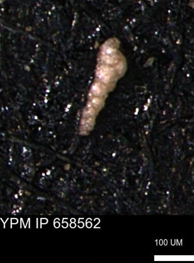 Verneuilinoides kansasensis