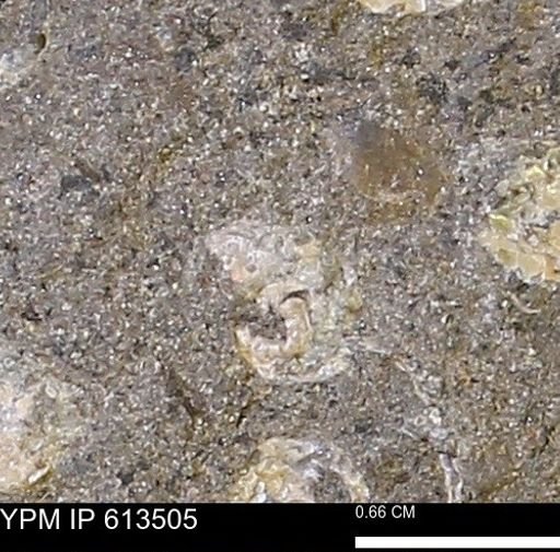 Scaphites sp.