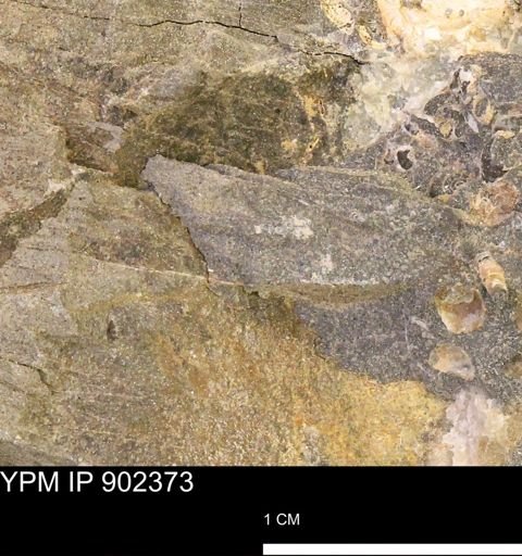 undet. Mollusca