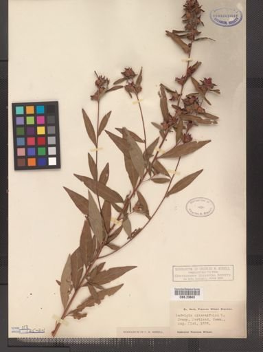 Ludwigia alternifolia