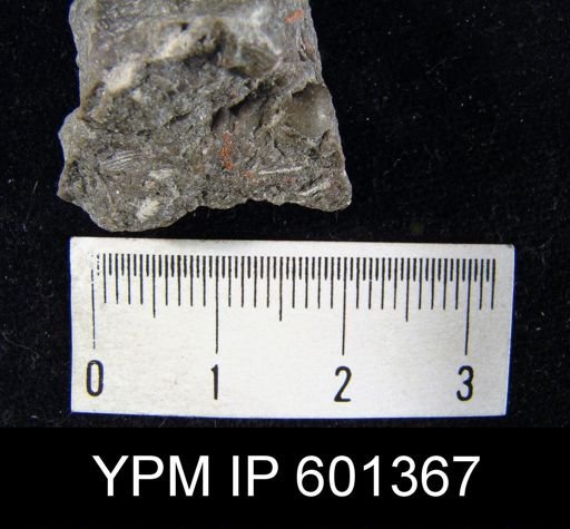 undet. Brachiopoda