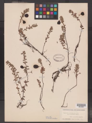Vaccinium macrocarpon