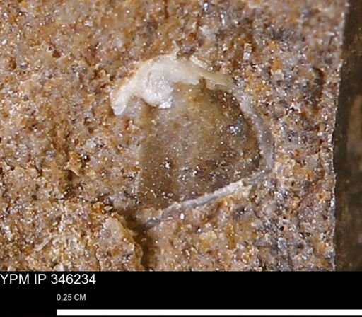 undet. Mollusca