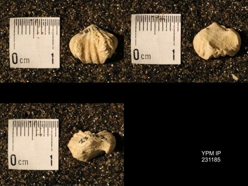 Wellerella osagensis