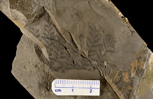 Pecopteris serrulata