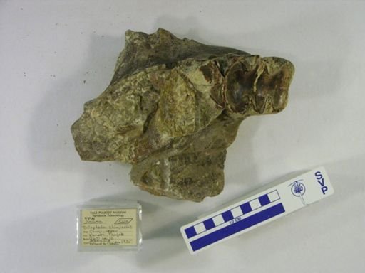 Gomphotheriidae