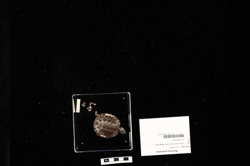 Mauremys annamensis