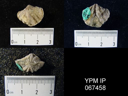 Delthyris perlamellosa