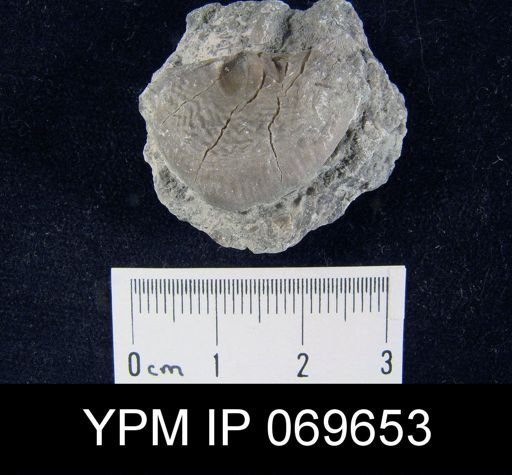 Strophomena fluctuosa