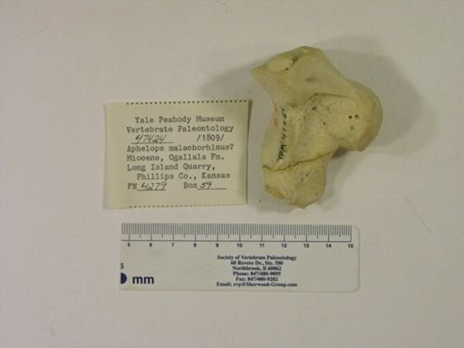 Rhinocerotidae