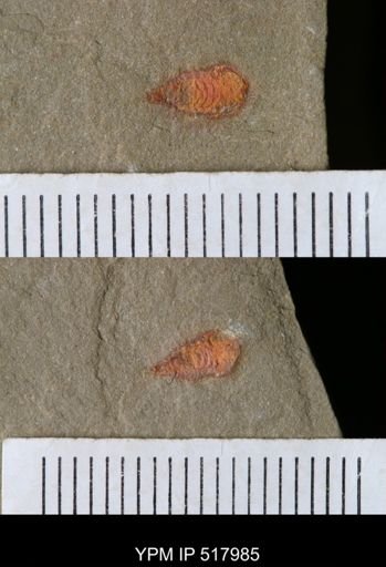 undet. Synziphosurina