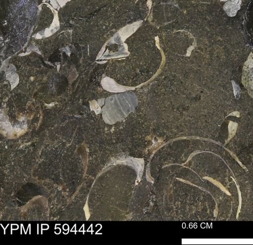Protocardia sp.