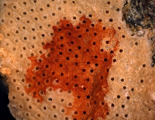 Trematooecia hexagonalis
