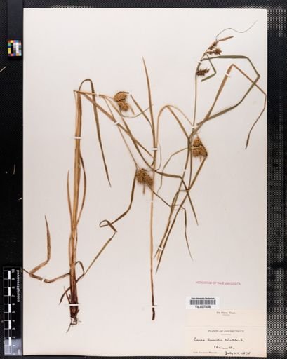 Carex lurida