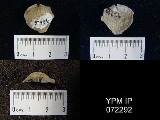 Atrypa tennesseensis