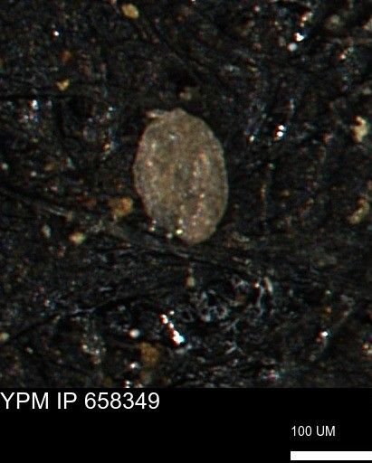 Spirolocammina subcircularis