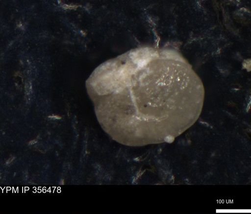 undet. Foraminiferida