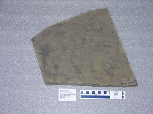 Hylopus logani