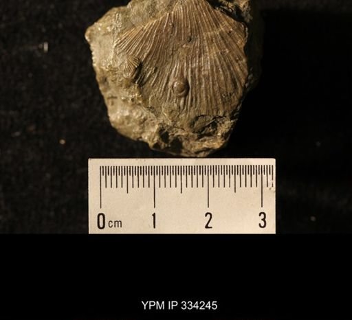 Agelacrinites cincinnatiensis