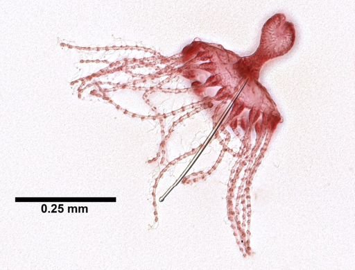 Obelia dichotoma