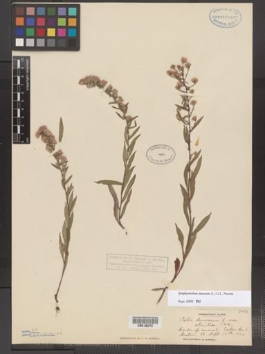 Symphyotrichum dumosum