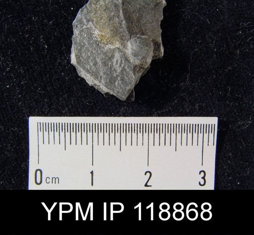 Dalmanella wisbyensis