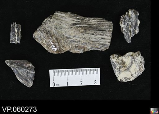 undet. Actinopterygii