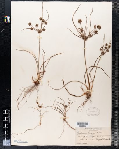 Cyperus grayi