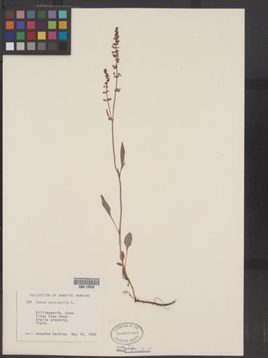 Rumex acetosella