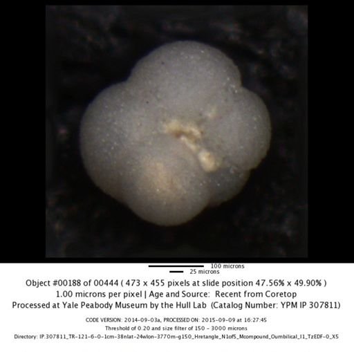 undet. Foraminiferida