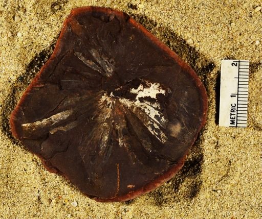Annularia