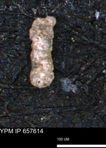 Ammobaculites petilus