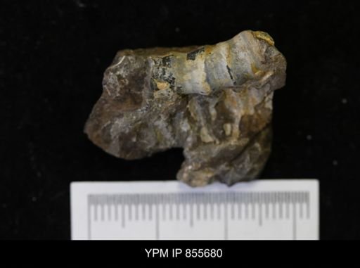 undet. Teredinidae
