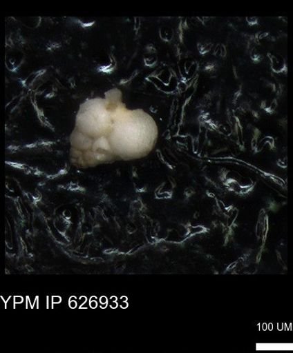 undet. Heterohelicidae
