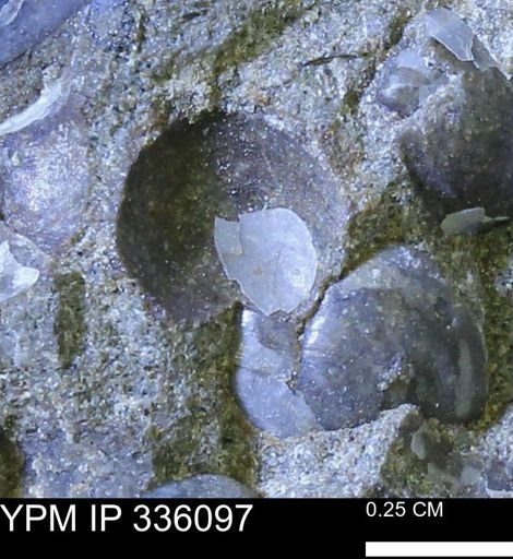 Protocardia subquadrata