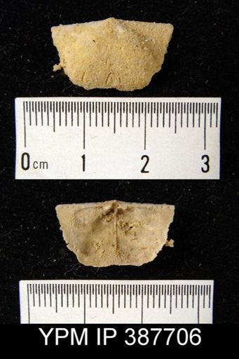 Dyoros sp.