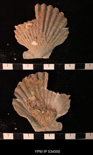 Chesapecten nefrens