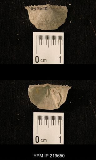 Chonetes granulifer