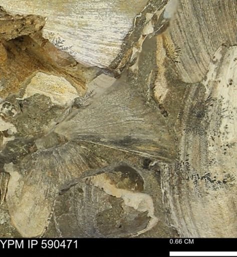 Limopsis?