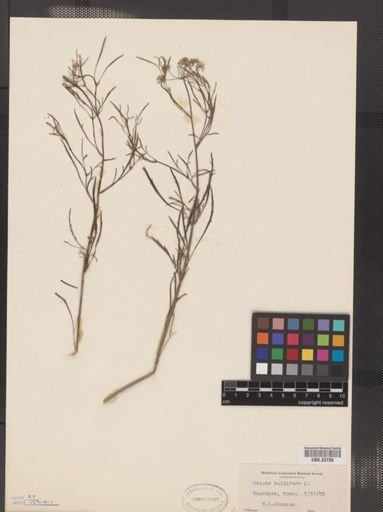 Cicuta bulbifera