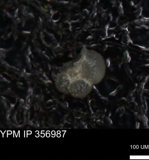 undet. Foraminiferida