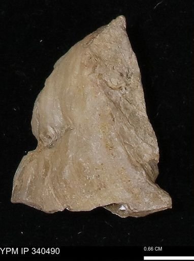 Ostrea glabra