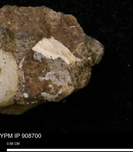 undet. Mollusca