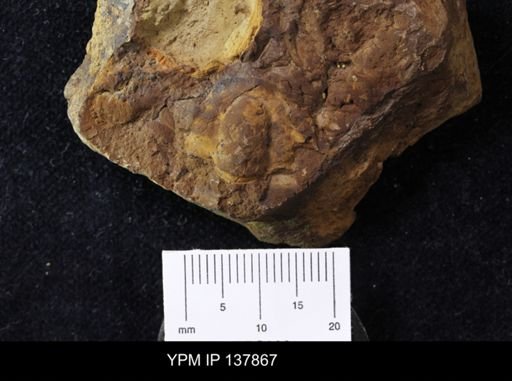 Agraulos strenus